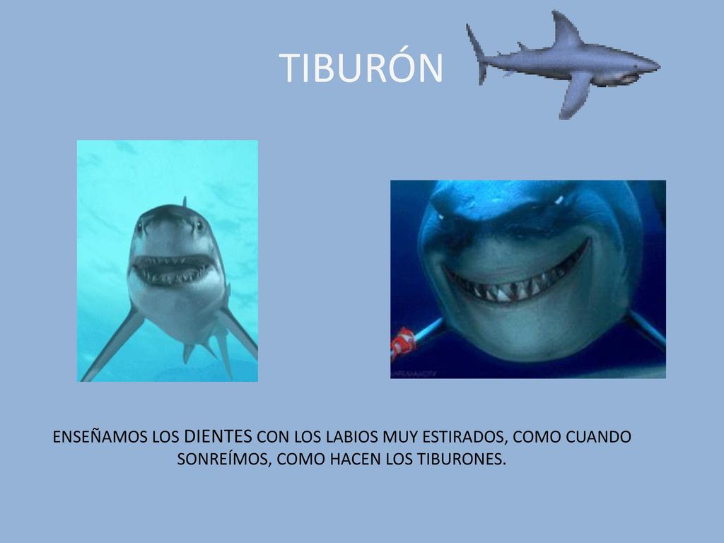 TIBURÓN ENSEÑAMOS LOS DIENTES CON LOS LABIOS MUY ESTIRADOS, COMO CUANDO SONREÍMOS, COMO HACEN LOS TIBURONES.