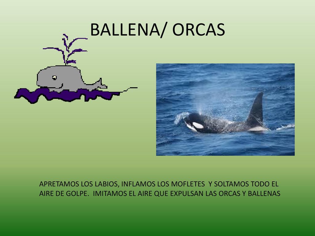 BALLENA/ ORCAS APRETAMOS LOS LABIOS, INFLAMOS LOS MOFLETES Y SOLTAMOS TODO EL AIRE DE GOLPE.