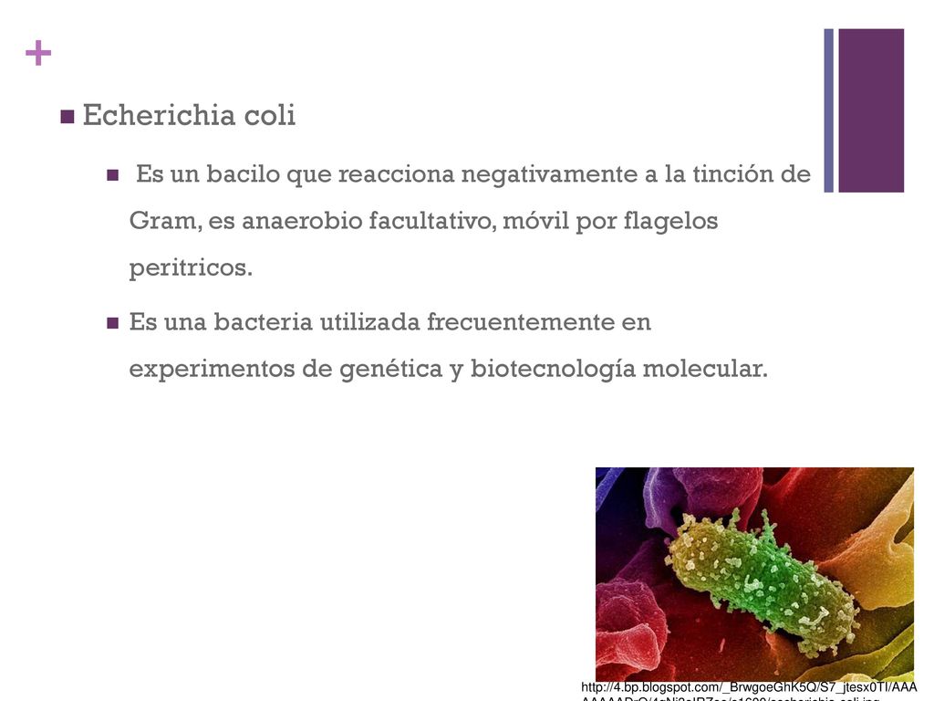 Echerichia coli Es un bacilo que reacciona negativamente a la tinción de Gram, es anaerobio facultativo, móvil por flagelos peritricos.