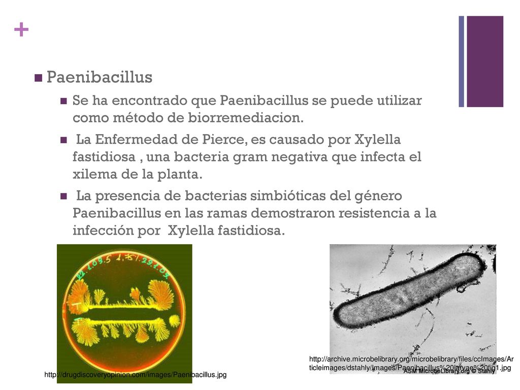 Paenibacillus Se ha encontrado que Paenibacillus se puede utilizar como método de biorremediacion.