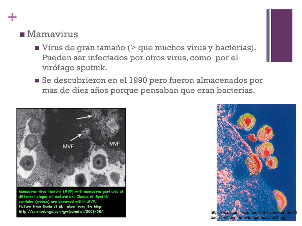 Mamavirus Virus de gran tamaño (> que muchos virus y bacterias). Pueden ser infectados por otros virus, como por el virófago sputnik.