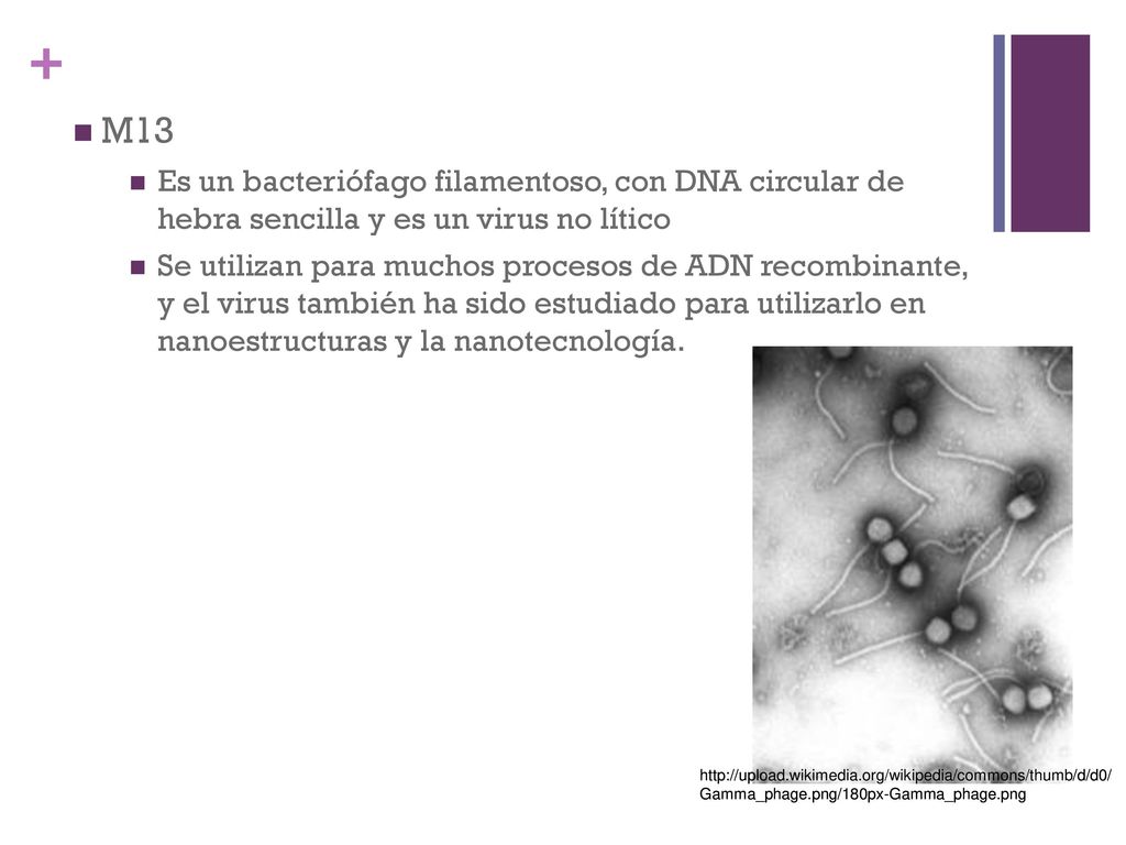 M13 Es un bacteriófago filamentoso, con DNA circular de hebra sencilla y es un virus no lítico.