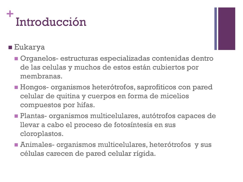 Introducción Eukarya. Organelos- estructuras especializadas contenidas dentro de las celulas y muchos de estos están cubiertos por membranas.