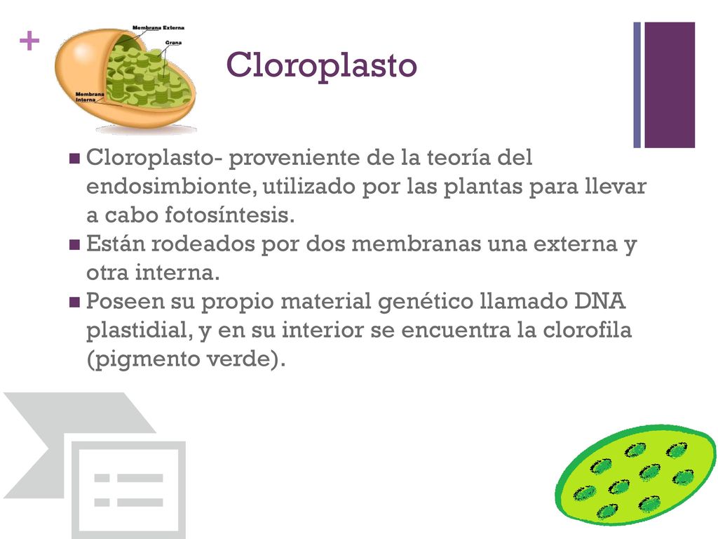 Cloroplasto Cloroplasto- proveniente de la teoría del endosimbionte, utilizado por las plantas para llevar a cabo fotosíntesis.