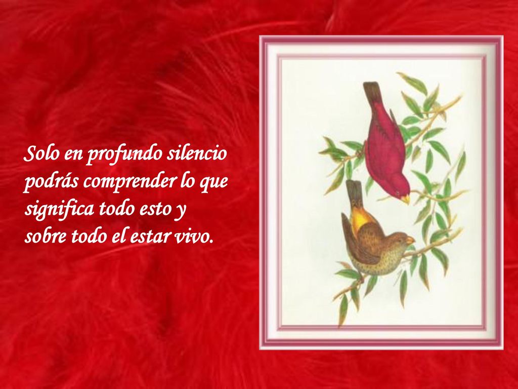 Solo en profundo silencio podrás comprender lo que significa todo esto y sobre todo el estar vivo.