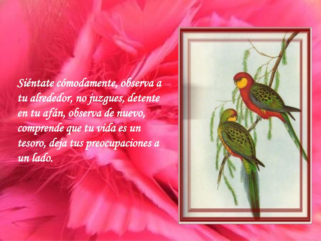 Siéntate cómodamente, observa a tu alrededor, no juzgues, detente en tu afán, observa de nuevo, comprende que tu vida es un tesoro, deja tus preocupaciones a un lado.