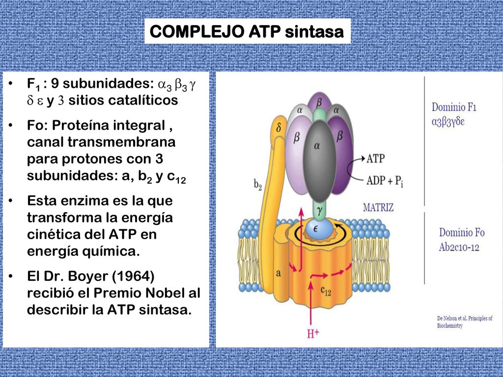 COMPLEJO ATP sintasa F1 : 9 subunidades: a3 b3 g d e y 3 sitios catalíticos.