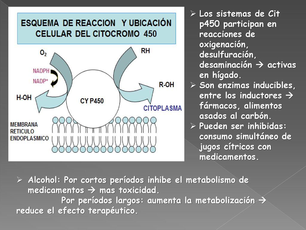 Los sistemas de Cit p450 participan en reacciones de oxigenación, desulfuración, desaminación  activas en hígado.