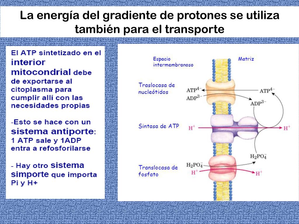La energía del gradiente de protones se utiliza también para el transporte
