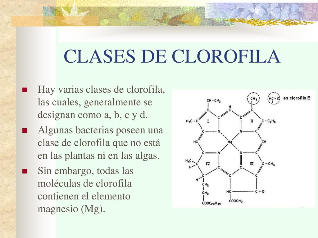 CLASES DE CLOROFILA Hay varias clases de clorofila, las cuales, generalmente se designan como a, b, c y d.
