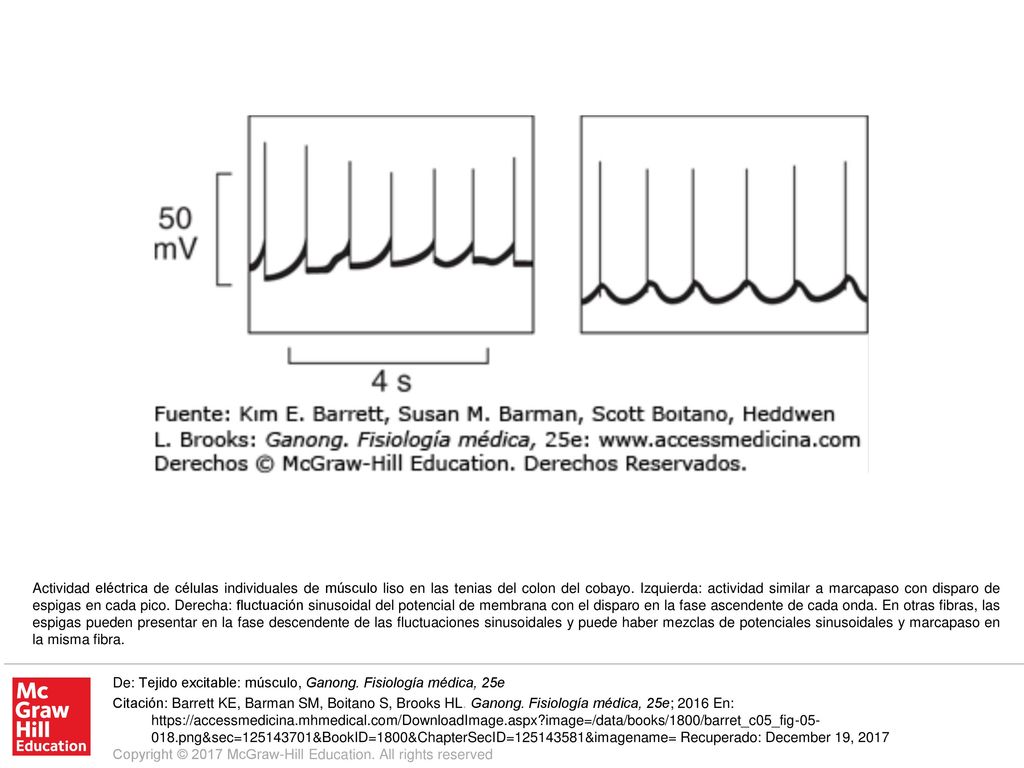 Actividad eléctrica de células individuales de músculo liso en las tenias del colon del cobayo. Izquierda: actividad similar a marcapaso con disparo de espigas en cada pico. Derecha: fluctuación sinusoidal del potencial de membrana con el disparo en la fase ascendente de cada onda. En otras fibras, las espigas pueden presentar en la fase descendente de las fluctuaciones sinusoidales y puede haber mezclas de potenciales sinusoidales y marcapaso en la misma fibra.