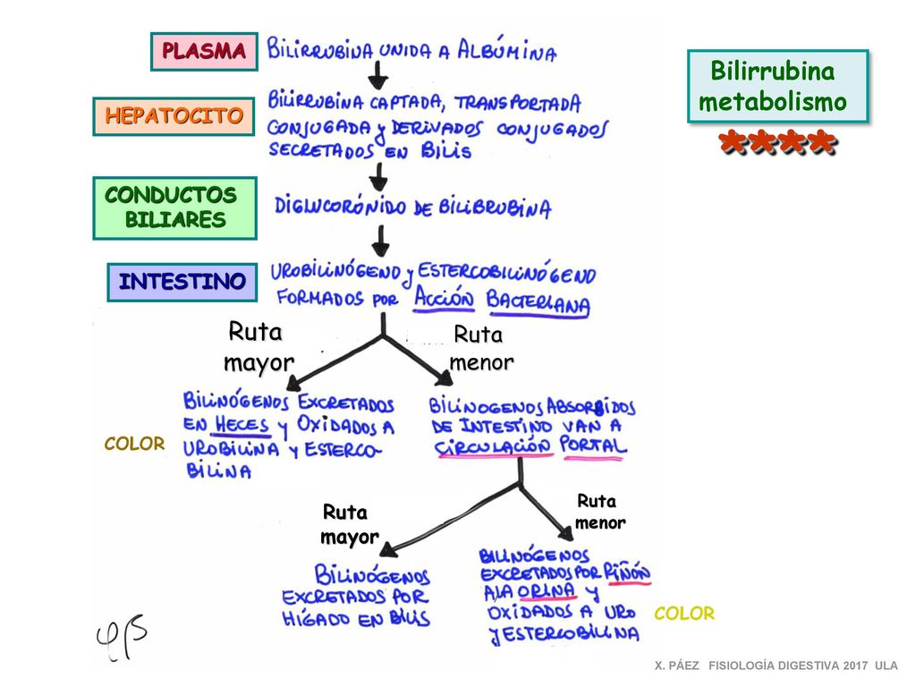 **** Bilirrubina metabolismo Ruta mayor Ruta menor PLASMA HEPATOCITO