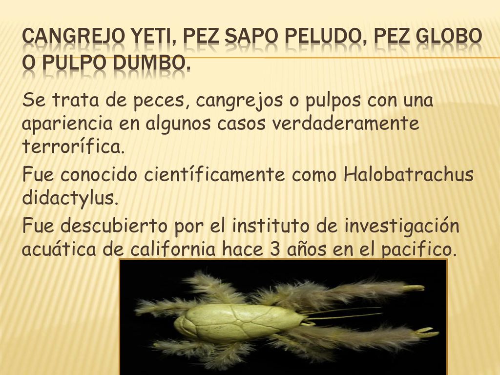 Cangrejo yeti, pez sapo peludo, pez globo o pulpo dumbo.