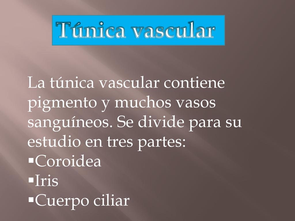 Túnica vascular La túnica vascular contiene pigmento y muchos vasos sanguíneos. Se divide para su estudio en tres partes: