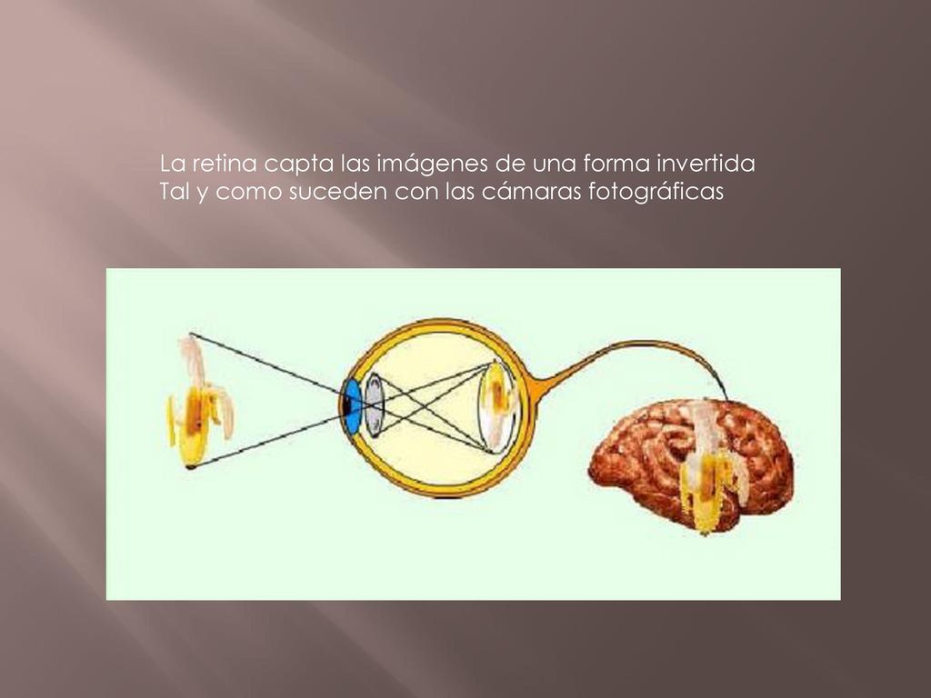 La retina capta las imágenes de una forma invertida