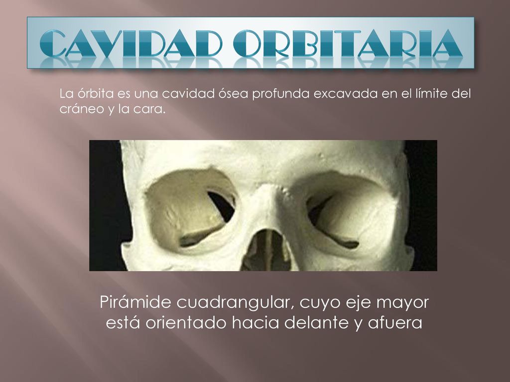 CAVIDAD ORBITARIA La órbita es una cavidad ósea profunda excavada en el límite del cráneo y la cara.