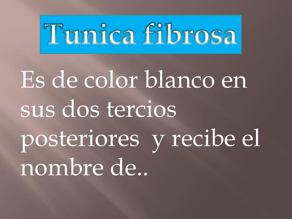 Tunica fibrosa Es de color blanco en sus dos tercios posteriores y recibe el nombre de..