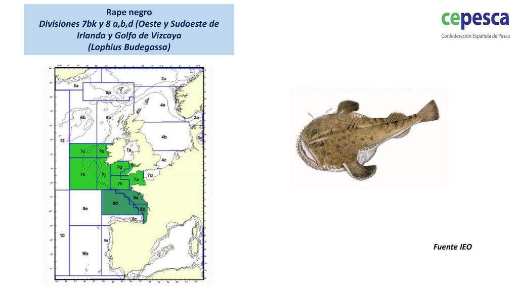 Rape negro Divisiones 7bk y 8 a,b,d (Oeste y Sudoeste de Irlanda y Golfo de Vizcaya. (Lophius Budegassa)