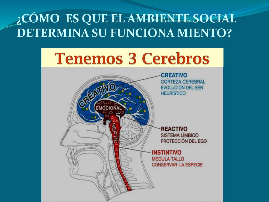 ¿CÓMO ES QUE EL AMBIENTE SOCIAL DETERMINA SU FUNCIONA MIENTO