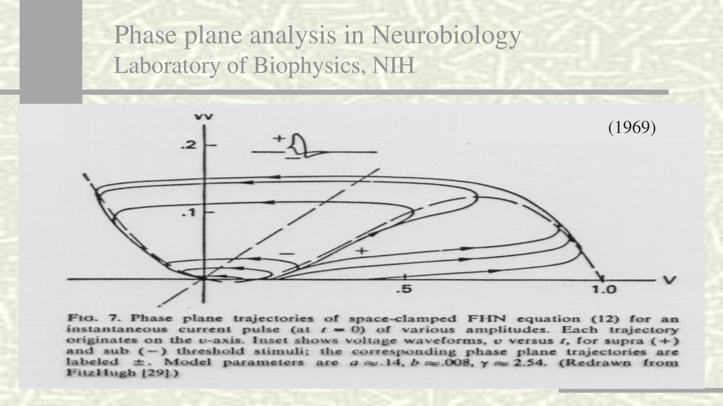 Phase plane analysis in Neurobiology Laboratory of Biophysics, NIH