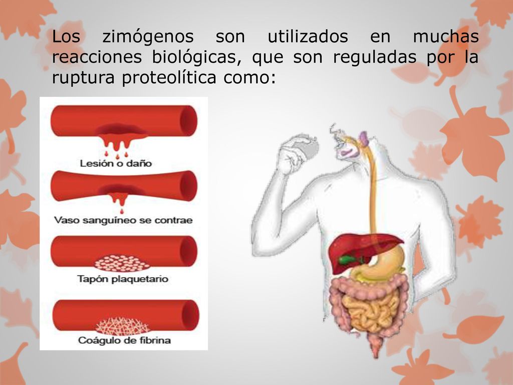 Los zimógenos son utilizados en muchas reacciones biológicas, que son reguladas por la ruptura proteolítica como: