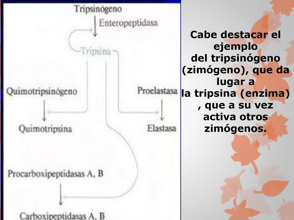 Cabe destacar el ejemplo del tripsinógeno (zimógeno), que da lugar a la tripsina (enzima), que a su vez activa otros zimógenos.