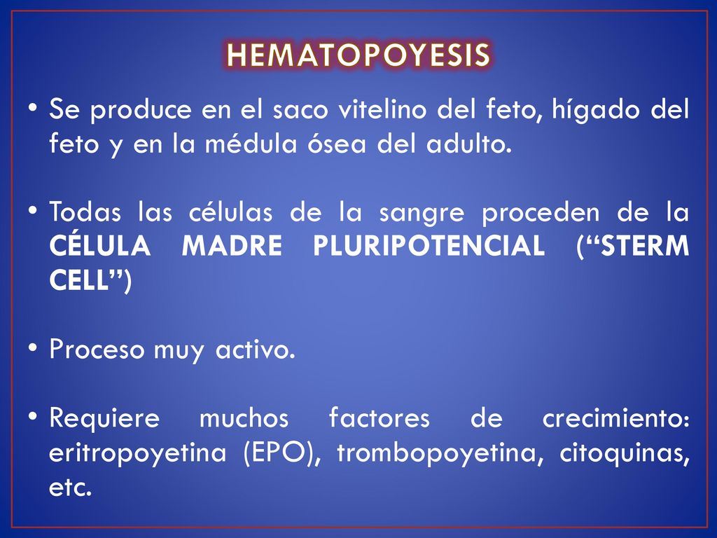 HEMATOPOYESIS Se produce en el saco vitelino del feto, hígado del feto y en la médula ósea del adulto.