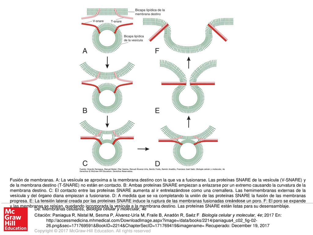 Fusión de membranas. A: La vesícula se aproxima a la membrana destino con la que va a fusionarse. Las proteínas SNARE de la vesícula (V-SNARE) y de la membrana destino (T-SNARE) no están en contacto. B: Ambas proteínas SNARE empiezan a enlazarse por un extremo causando la curvatura de la membrana destino. C: El contacto entre las proteínas SNARE aumenta al ir entrelazándose como una cremallera. Las hemimembranas externas de la vesícula y del órgano diana empiezan a fusionarse. D: A medida que se va completando la unión de las proteínas SNARE la fusión de las membranas progresa. E: La tensión lateral creada por las proteínas SNARE induce la ruptura de las membranas fusionadas creándose un poro. F: El poro se expande y las membranas se relajan, quedando incorporada la vesícula a la membrana destino. Las proteínas SNARE están listas para su desensamblaje.