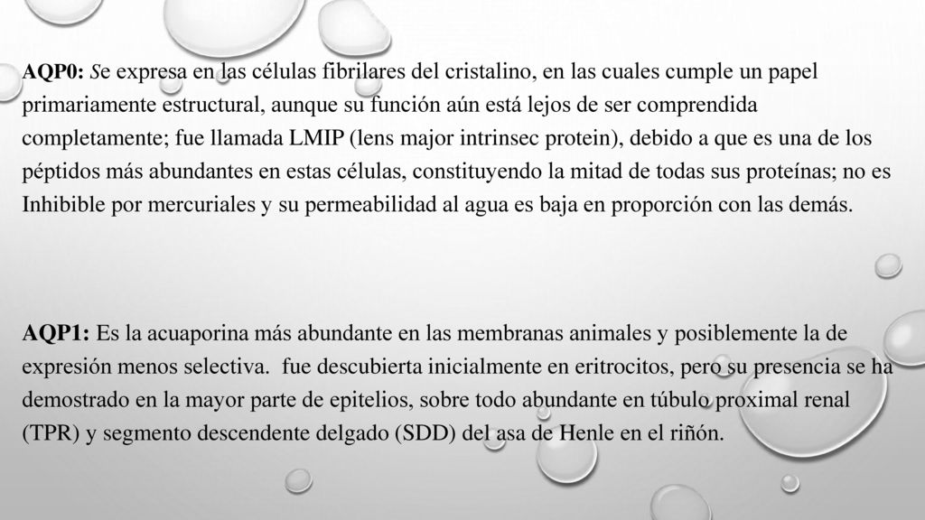 AQP0: Se expresa en las células fibrilares del cristalino, en las cuales cumple un papel primariamente estructural, aunque su función aún está lejos de ser comprendida completamente; fue llamada LMIP (lens major intrinsec protein), debido a que es una de los péptidos más abundantes en estas células, constituyendo la mitad de todas sus proteínas; no es Inhibible por mercuriales y su permeabilidad al agua es baja en proporción con las demás.