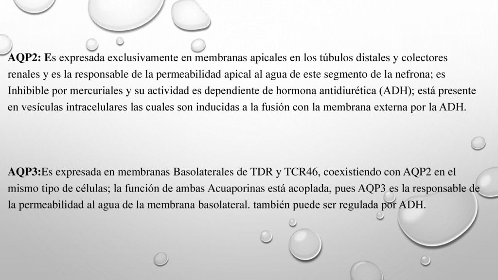 AQP2: Es expresada exclusivamente en membranas apicales en los túbulos distales y colectores renales y es la responsable de la permeabilidad apical al agua de este segmento de la nefrona; es Inhibible por mercuriales y su actividad es dependiente de hormona antidiurética (ADH); está presente en vesículas intracelulares las cuales son inducidas a la fusión con la membrana externa por la ADH.