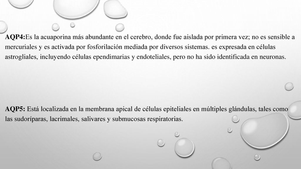 AQP4:Es la acuaporina más abundante en el cerebro, donde fue aislada por primera vez; no es sensible a mercuriales y es activada por fosforilación mediada por diversos sistemas. es expresada en células astrogliales, incluyendo células ependimarias y endoteliales, pero no ha sido identificada en neuronas.
