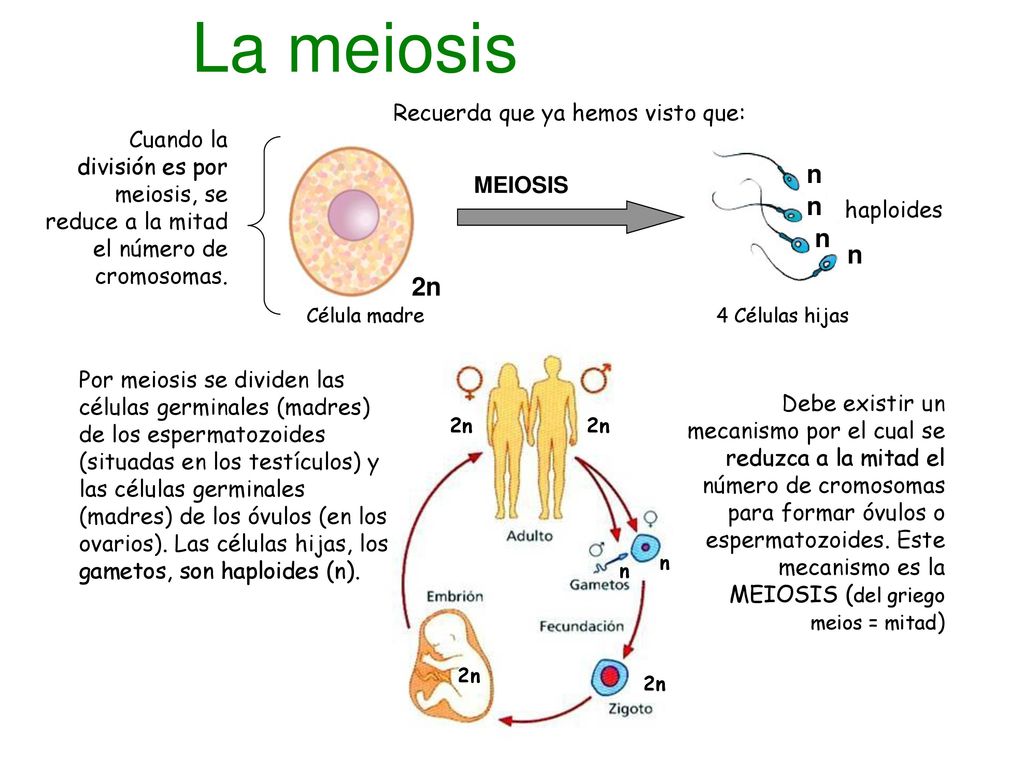 La meiosis n n n n 2n Recuerda que ya hemos visto que: