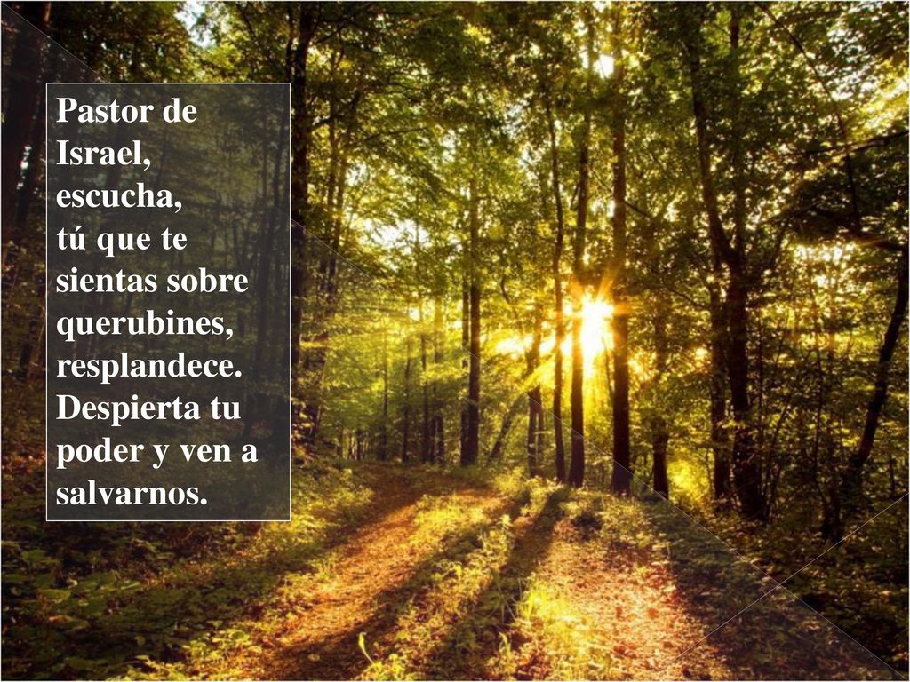 Pastor de Israel, escucha, tú que te sientas sobre querubines, resplandece. Despierta tu poder y ven a salvarnos.