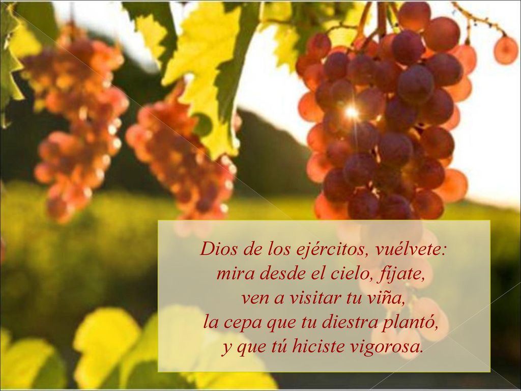 Dios de los ejércitos, vuélvete: mira desde el cielo, fíjate, ven a visitar tu viña, la cepa que tu diestra plantó, y que tú hiciste vigorosa.