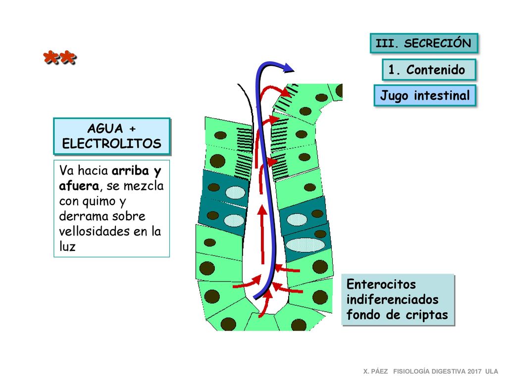 ** 1. Contenido Jugo intestinal AGUA + ELECTROLITOS Va hacia arriba y