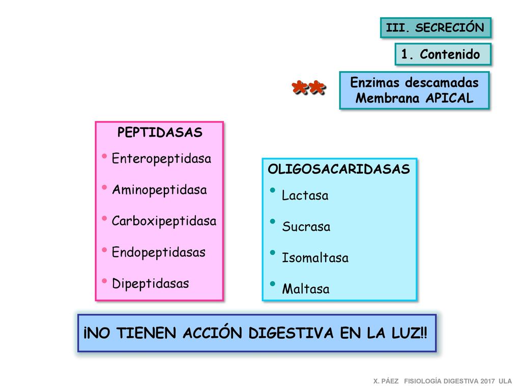 ** ¡NO TIENEN ACCIÓN DIGESTIVA EN LA LUZ!! 1. Contenido