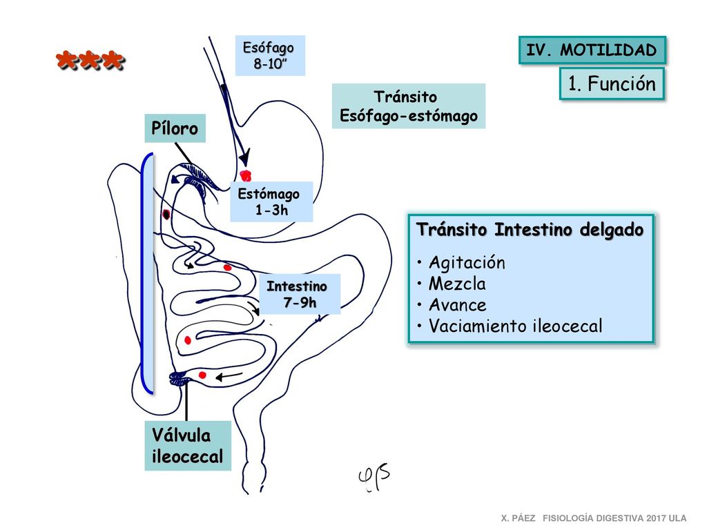 *** 1. Función Píloro Tránsito Intestino delgado Agitación Mezcla