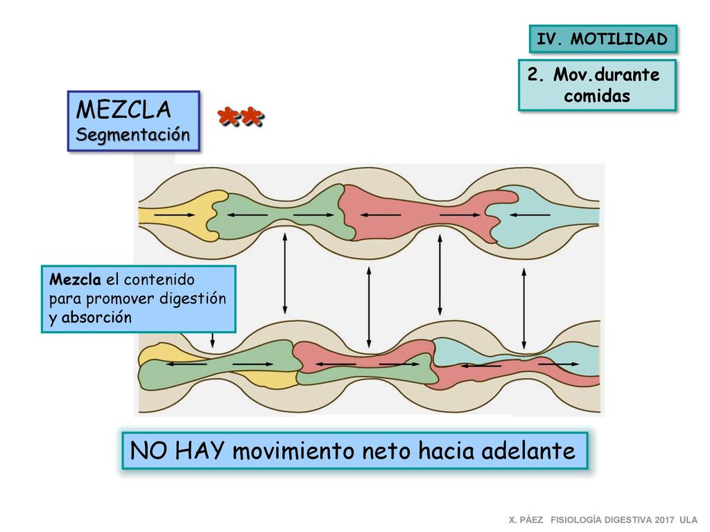 ** MEZCLA NO HAY movimiento neto hacia adelante 2. Mov.durante comidas
