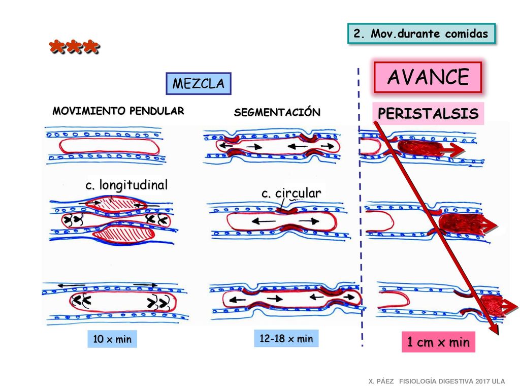 *** AVANCE PERISTALSIS MEZCLA c. longitudinal c. circular 1 cm x min