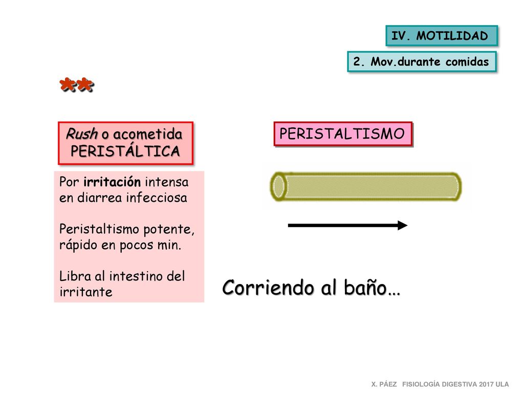 ** Corriendo al baño… Rush o acometida PERISTÁLTICA PERISTALTISMO