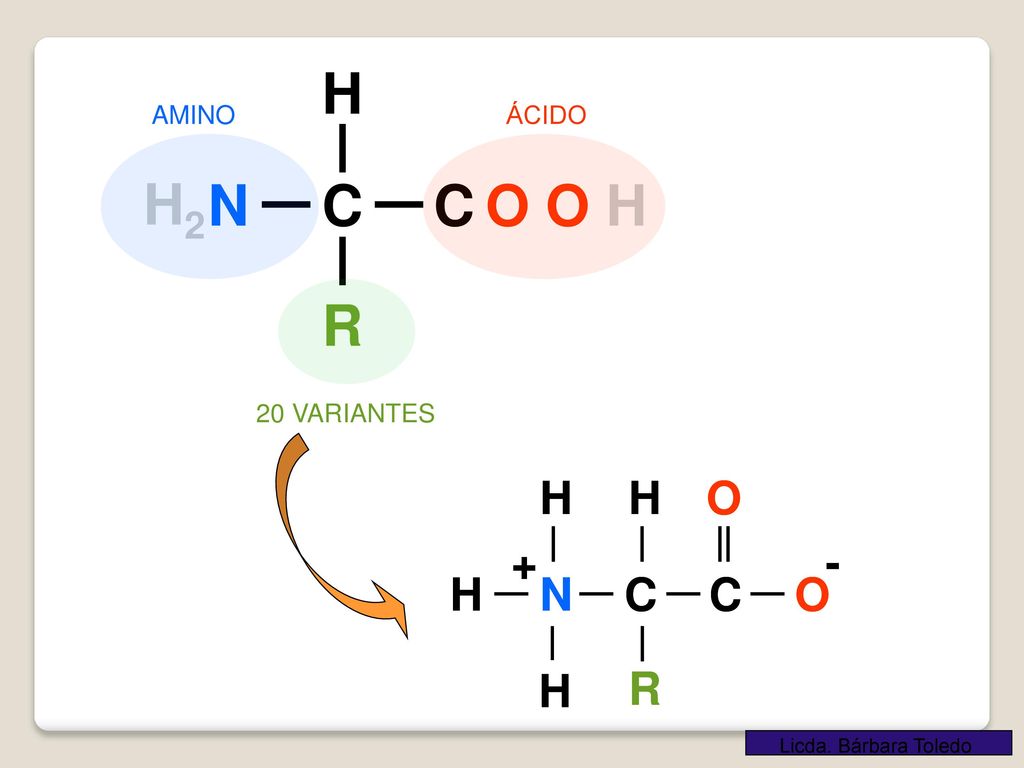 N H2 C H O O H R N C H O R N C H O R - + AMINO ÁCIDO 20 VARIANTES