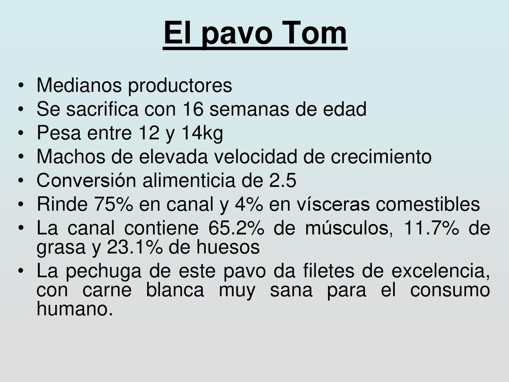 El pavo Tom Medianos productores Se sacrifica con 16 semanas de edad