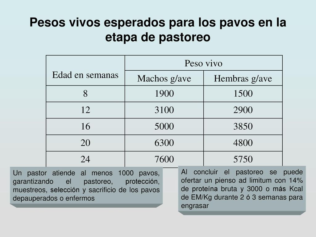 Pesos vivos esperados para los pavos en la etapa de pastoreo