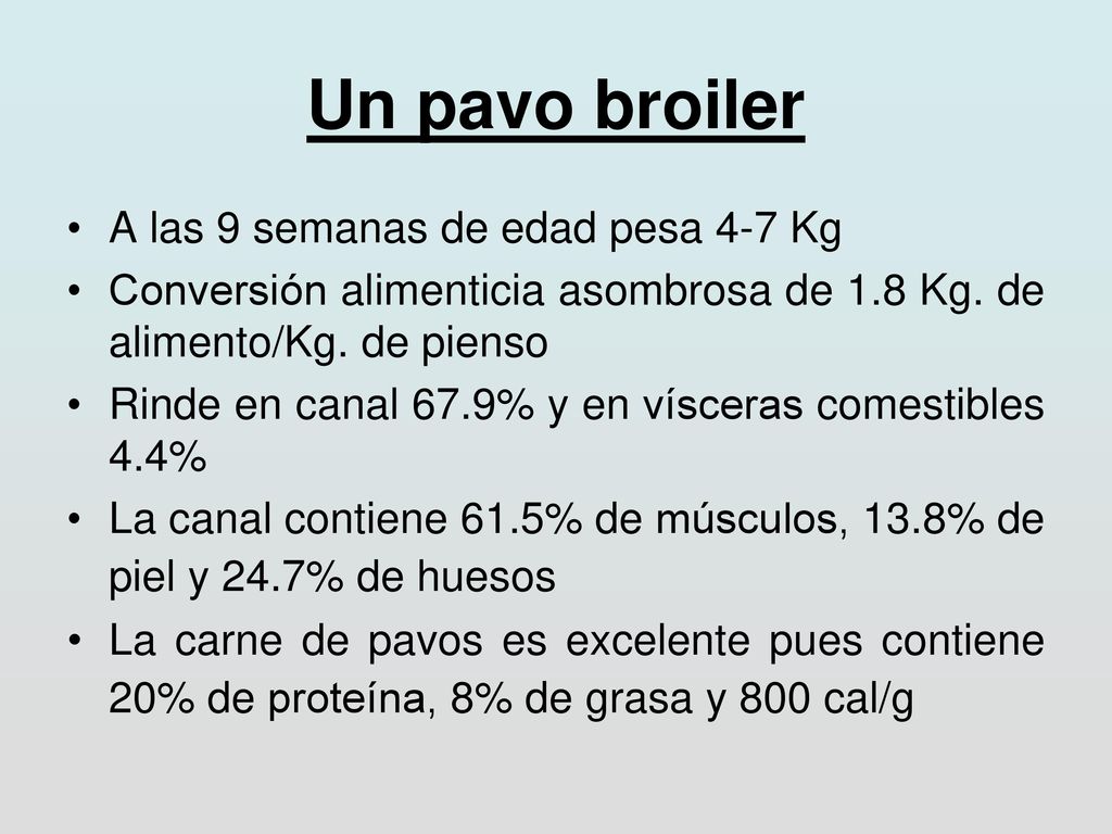 Un pavo broiler A las 9 semanas de edad pesa 4-7 Kg