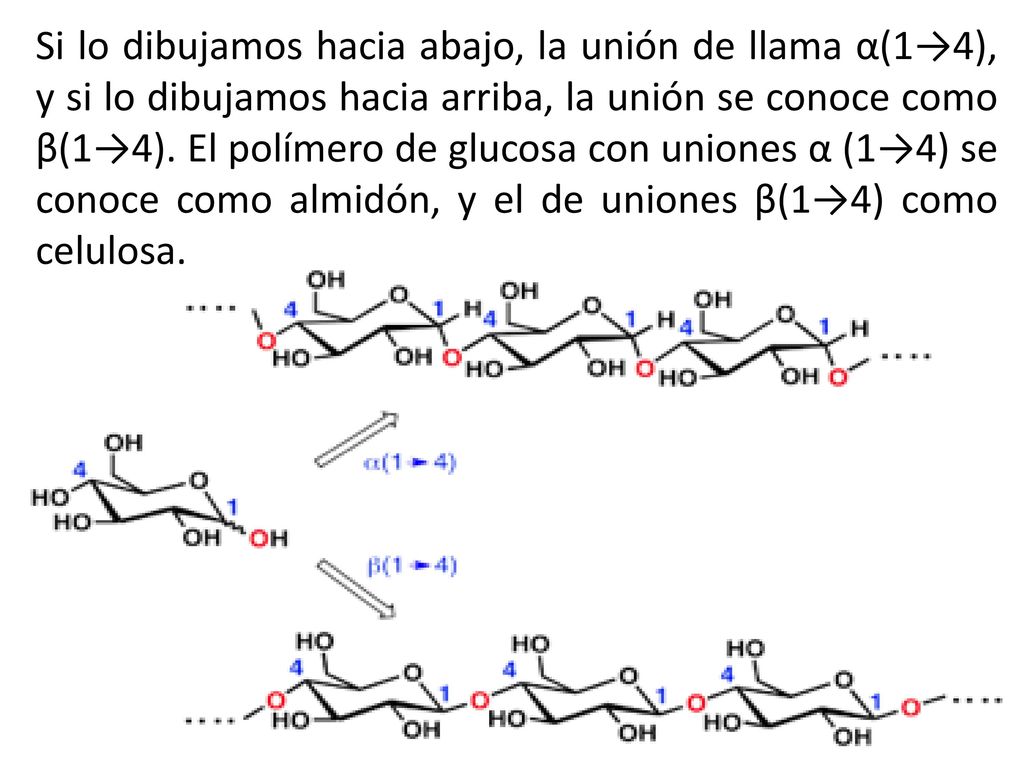 Si lo dibujamos hacia abajo, la unión de llama α(1→4), y si lo dibujamos hacia arriba, la unión se conoce como β(1→4).