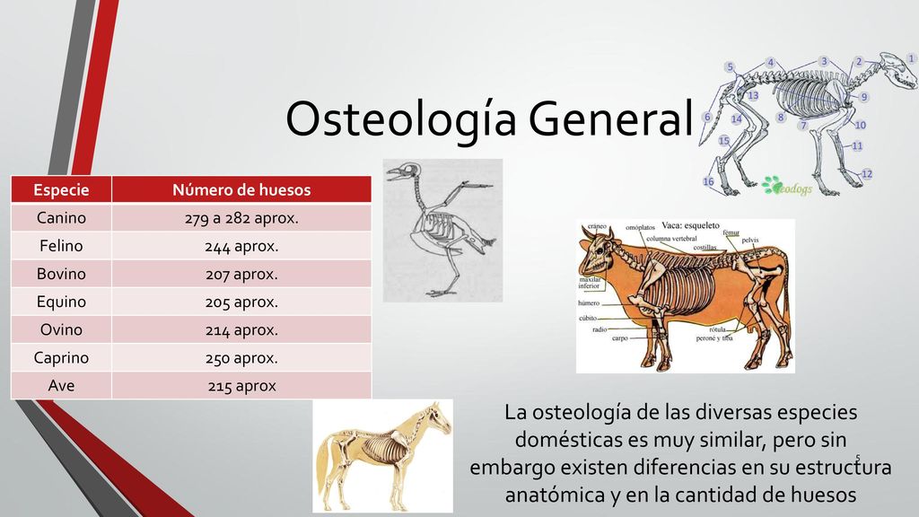 Osteología General Especie. Número de huesos. Canino. 279 a 282 aprox. Felino. 244 aprox. Bovino.