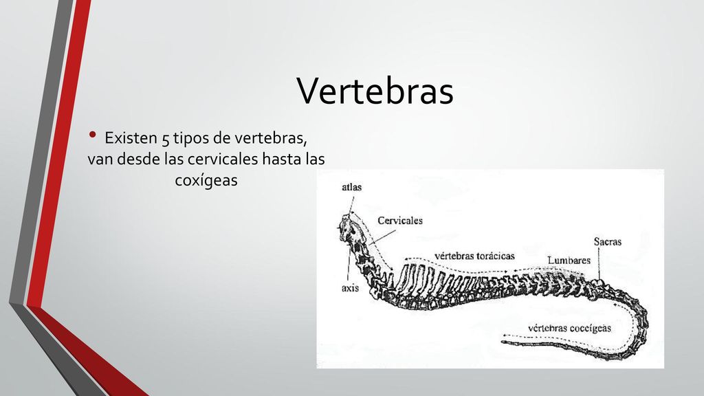 Vertebras Existen 5 tipos de vertebras, van desde las cervicales hasta las coxígeas