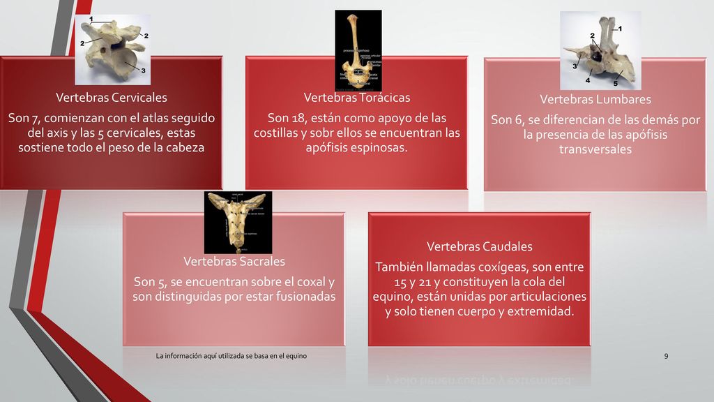 Vertebras Cervicales Son 7, comienzan con el atlas seguido del axis y las 5 cervicales, estas sostiene todo el peso de la cabeza.