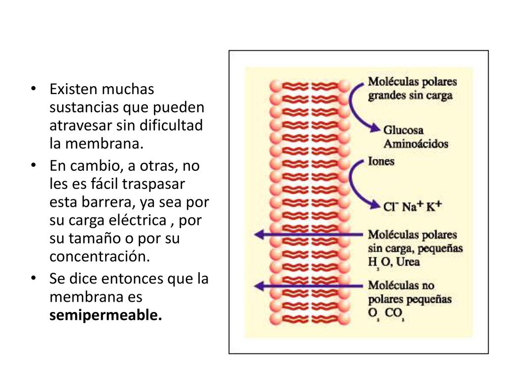Existen muchas sustancias que pueden atravesar sin dificultad la membrana.