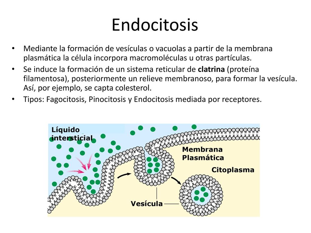 Endocitosis Mediante la formación de vesículas o vacuolas a partir de la membrana plasmática la célula incorpora macromoléculas u otras partículas.